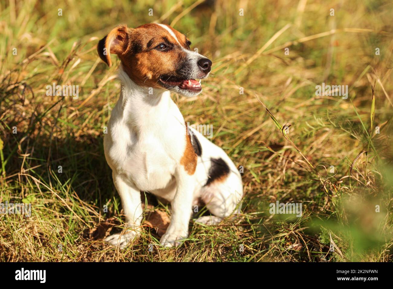 Junge Jack Russell Terrier im Herbst Gras sitzen, uns auf die Seite, den Mund offen mit Zähnen sichtbar, nachmittags Sonne auf Ihr leuchtendes. Stockfoto