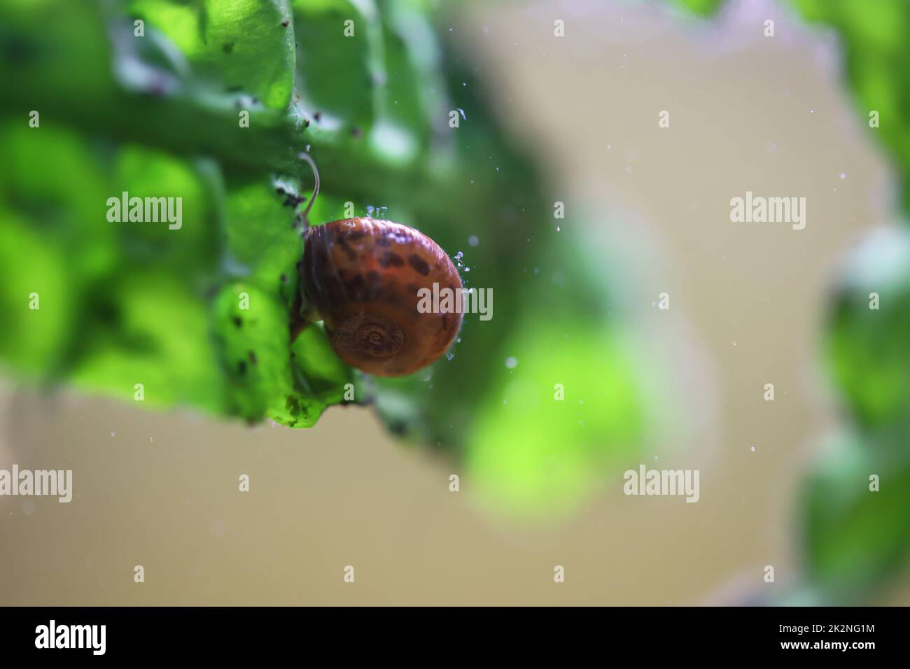 Eine Hornschnecke im Aquarium. Seine Hülle hat die Form eines Horns. Stockfoto