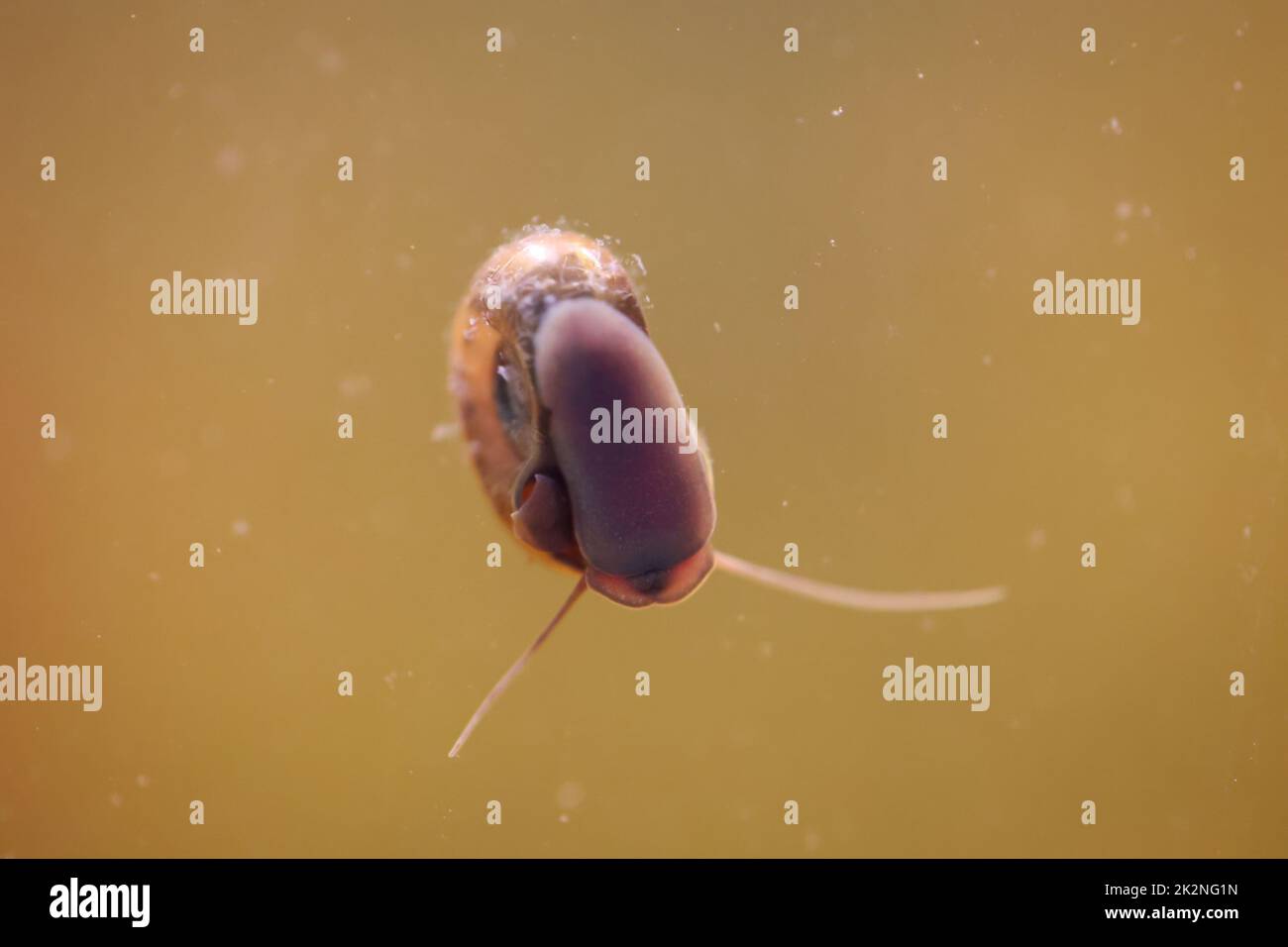 Eine Hornschnecke im Aquarium. Seine Hülle hat die Form eines Horns. Stockfoto