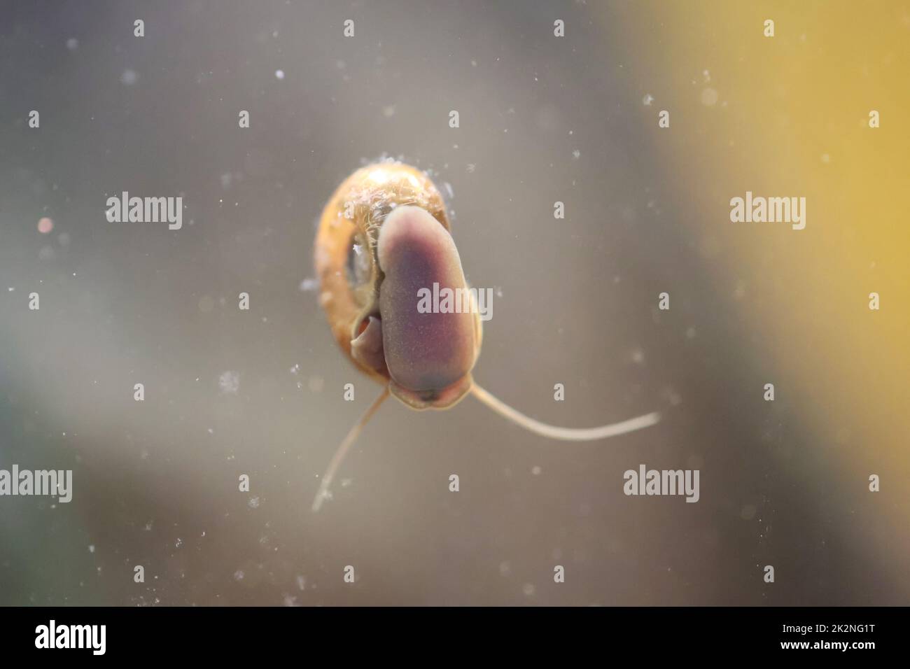 Eine Hornschnecke im Aquarium. Seine Hülle hat die Form eines Horns. Stockfoto