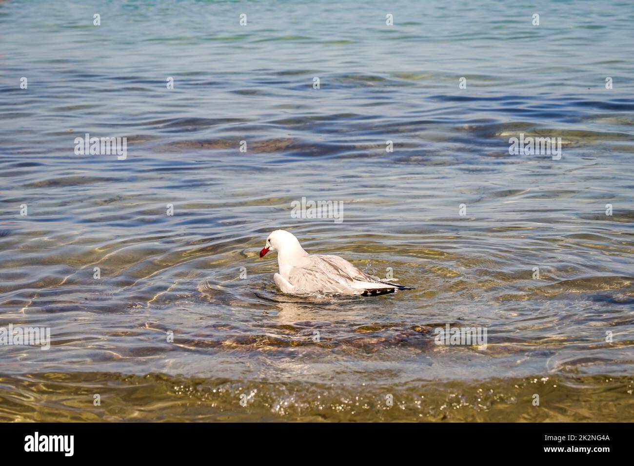 Porträt einer Möwe im Mittelmeer, nahe der Küste. Stockfoto