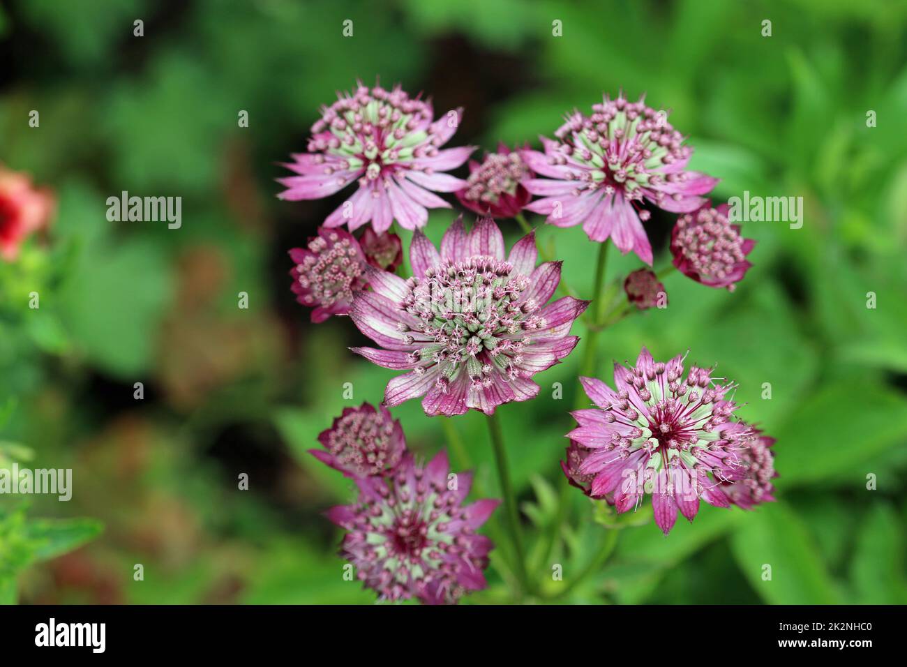 Rosa Masterwürzblumen im Nahbereich Stockfoto