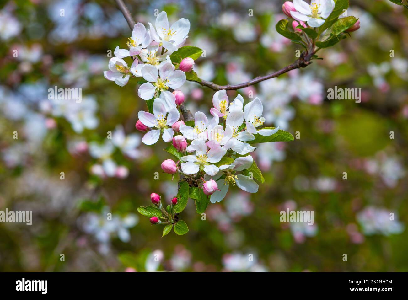 Wunderschöne frische Blüten Stockfoto
