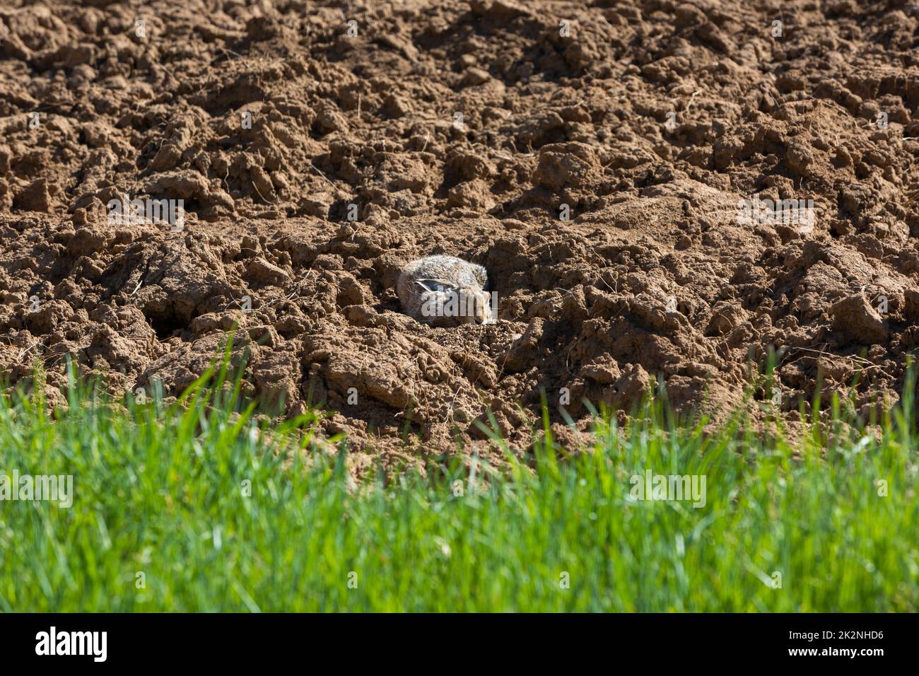 Kaninchen versucht sich zu verstecken Stockfoto