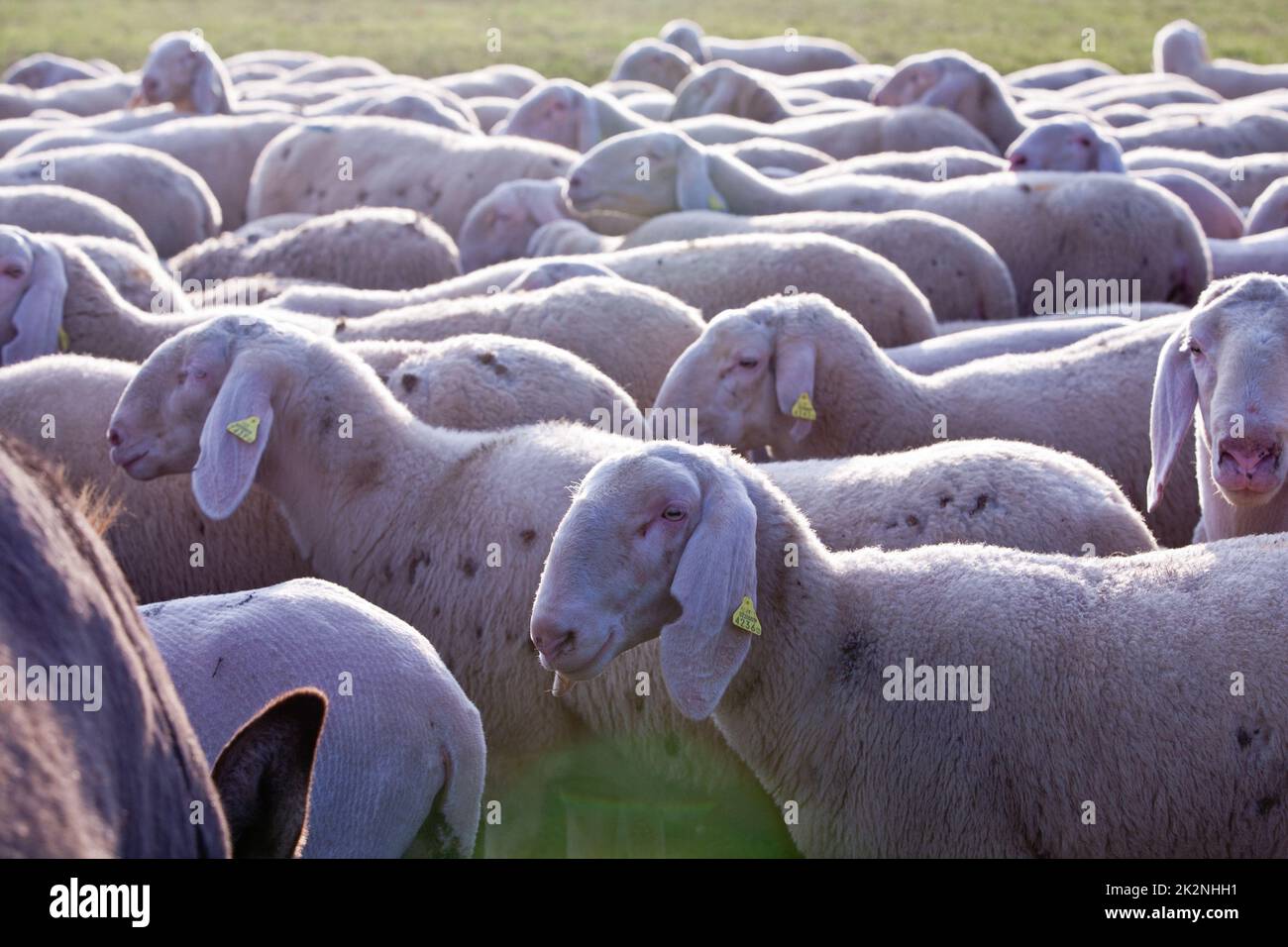 Schafe auf dem Land weiden friedlich Stockfoto