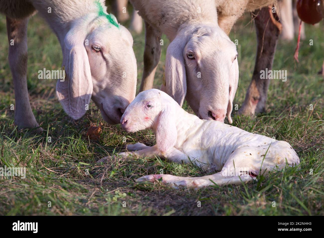 Willkommen, kleines Lamm, das gerade geboren wurde Stockfoto