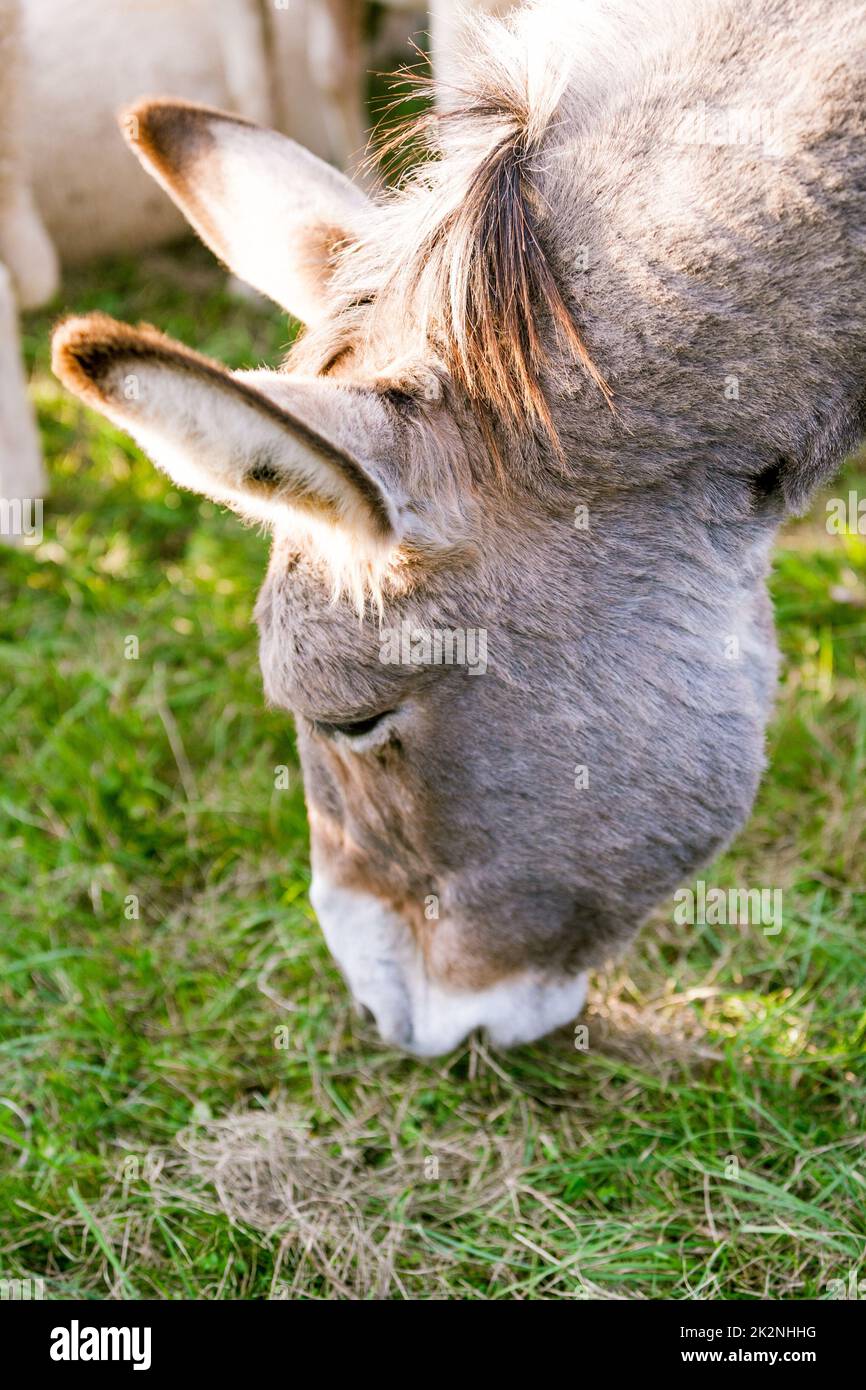 Lecker sagt, der Esel isst Gras Stockfoto