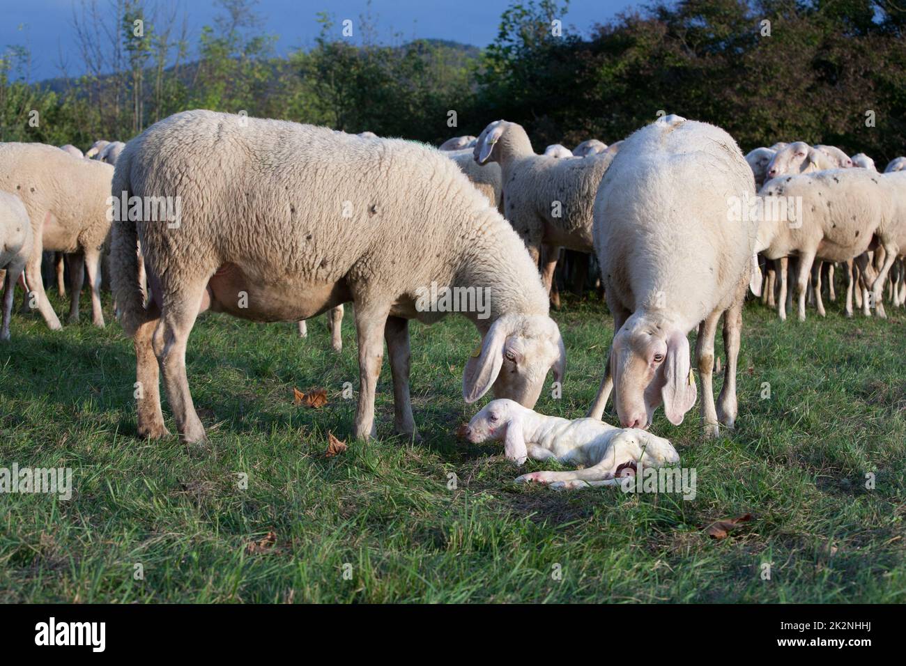 Willkommen, kleines Lamm, das gerade geboren wurde Stockfoto