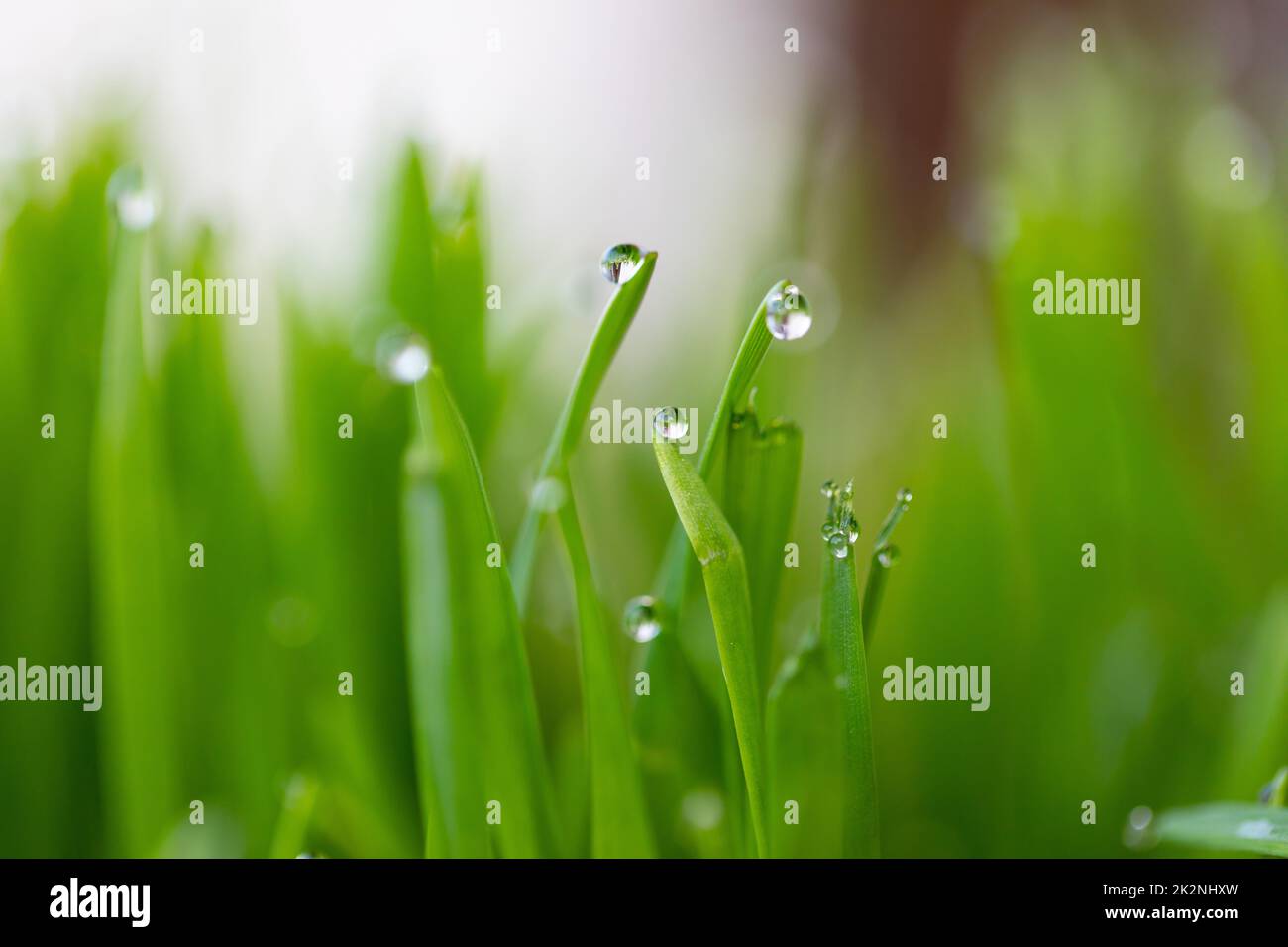 Gras mit Tau bedeckt Stockfoto