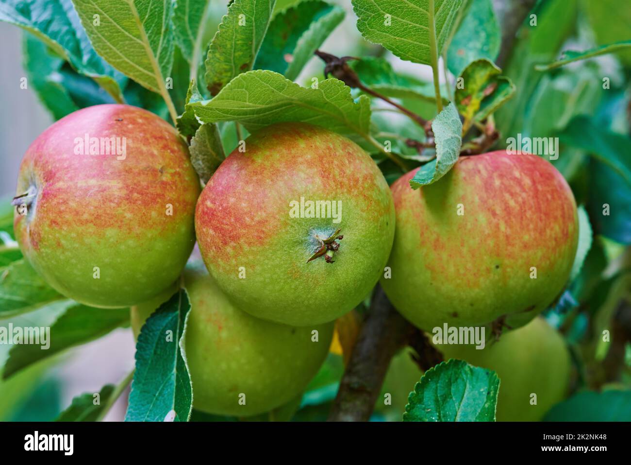 Greifen Sie heraus und erleben Sie die Güte der Natur. Reife rote Äpfel auf einem Apfelbaum in einem Obstgarten. Stockfoto