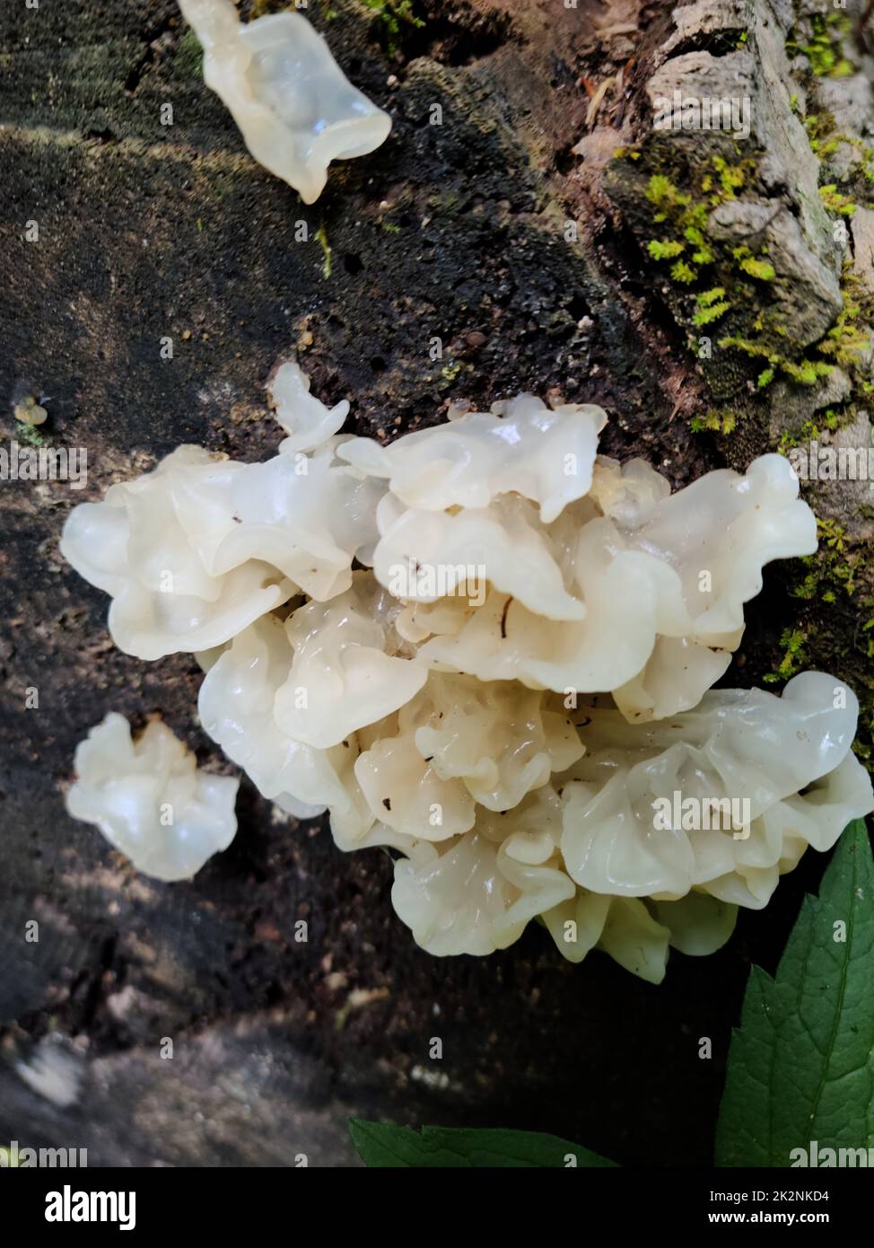 Eine Nahaufnahme von wachsenden Tremella fuciformis-Pilzen am Baumstamm Stockfoto
