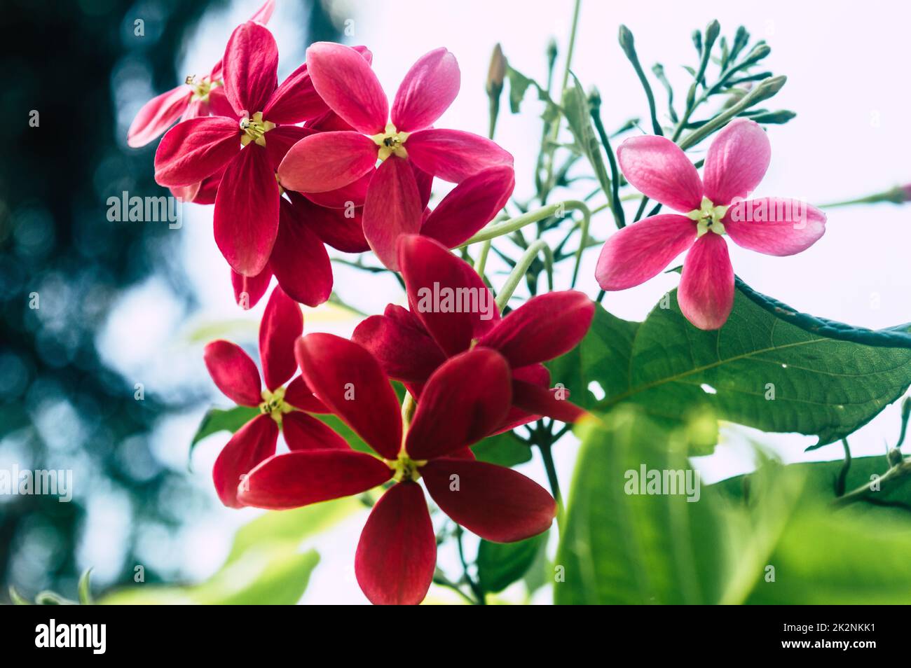 Mandevilla, Rocktrompet-Blüten mit fünf rosa Blütenblättern und gelb in der Mitte in Blüte, die von Sonnenlicht im Garten beleuchtet wird. Low-Angle-Ansicht. Stockfoto