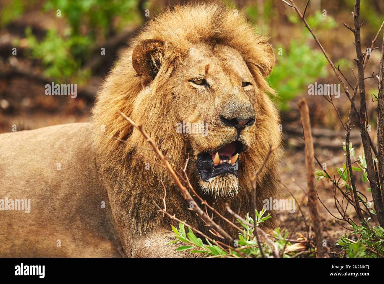 Auch der König braucht eine Pause. Ausgeschnittene Aufnahme eines Löwen in den Ebenen Afrikas. Stockfoto