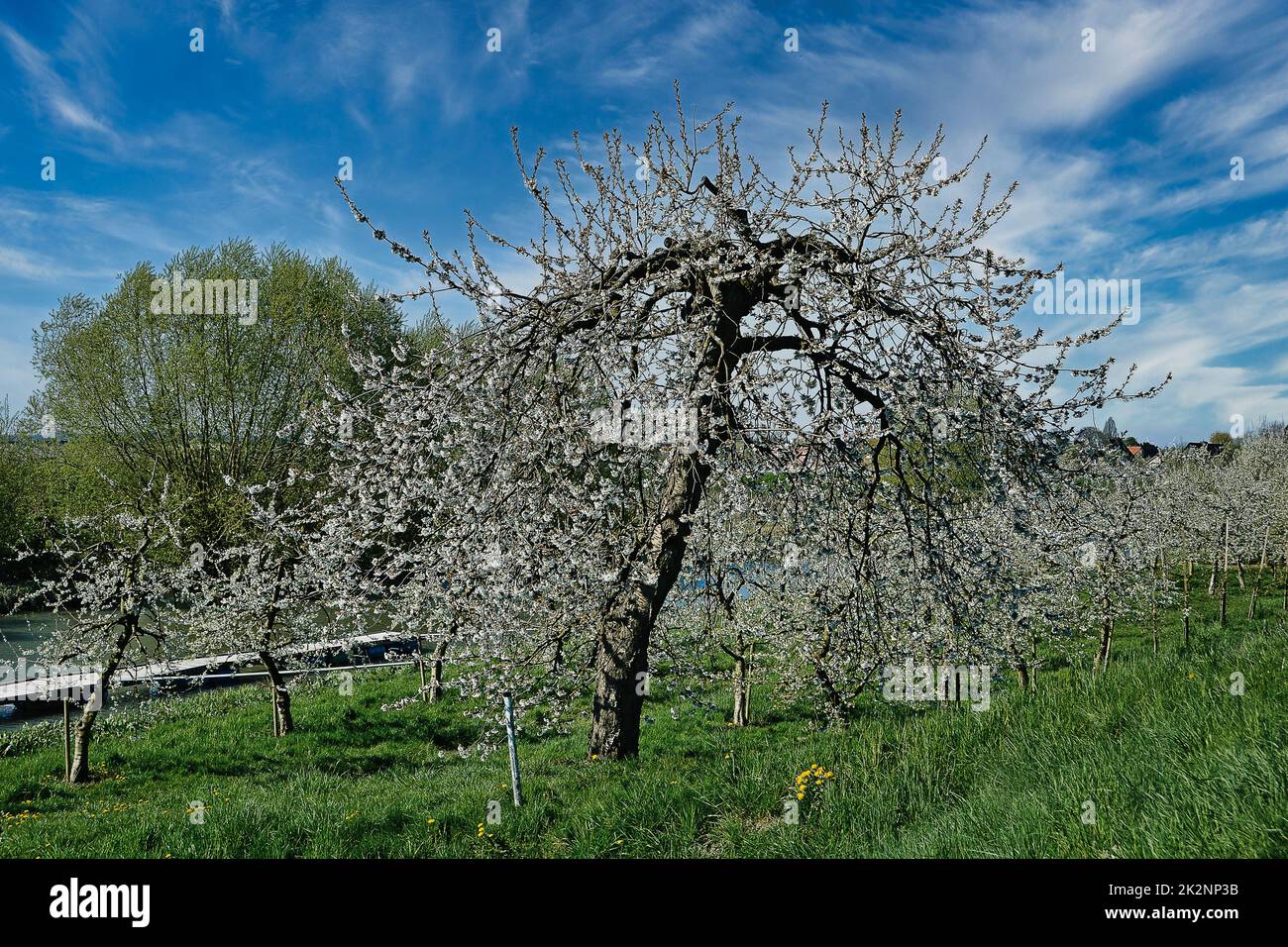 Obstbaumblüte Stockfoto