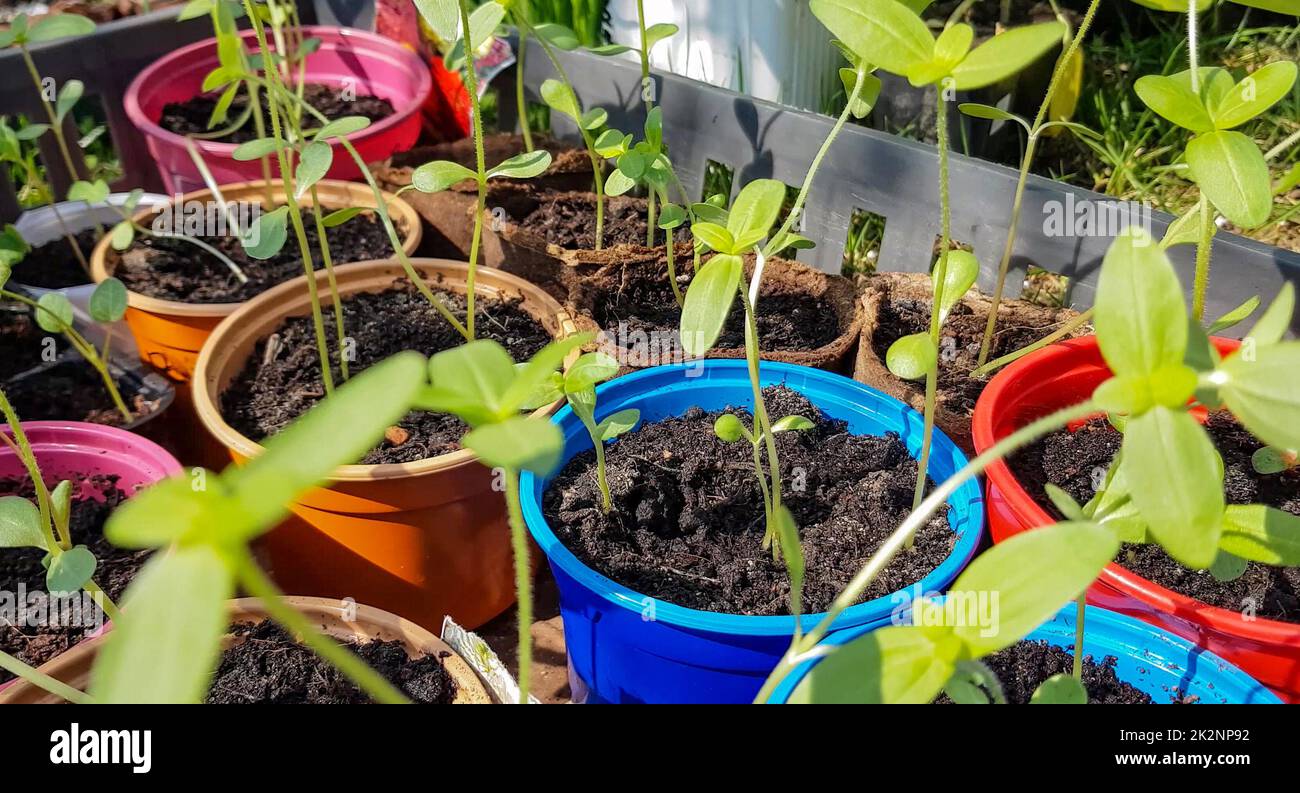 Aufnahmen im 4K-Format mit jungen Setzlingen von Zucchini oder Kürbis. Setzlinge von Gemüsebechern, die im Frühjahr auf freiem Boden gepflanzt werden können. Der Begriff des Anbaus von Bio-Gemüse Stockfoto