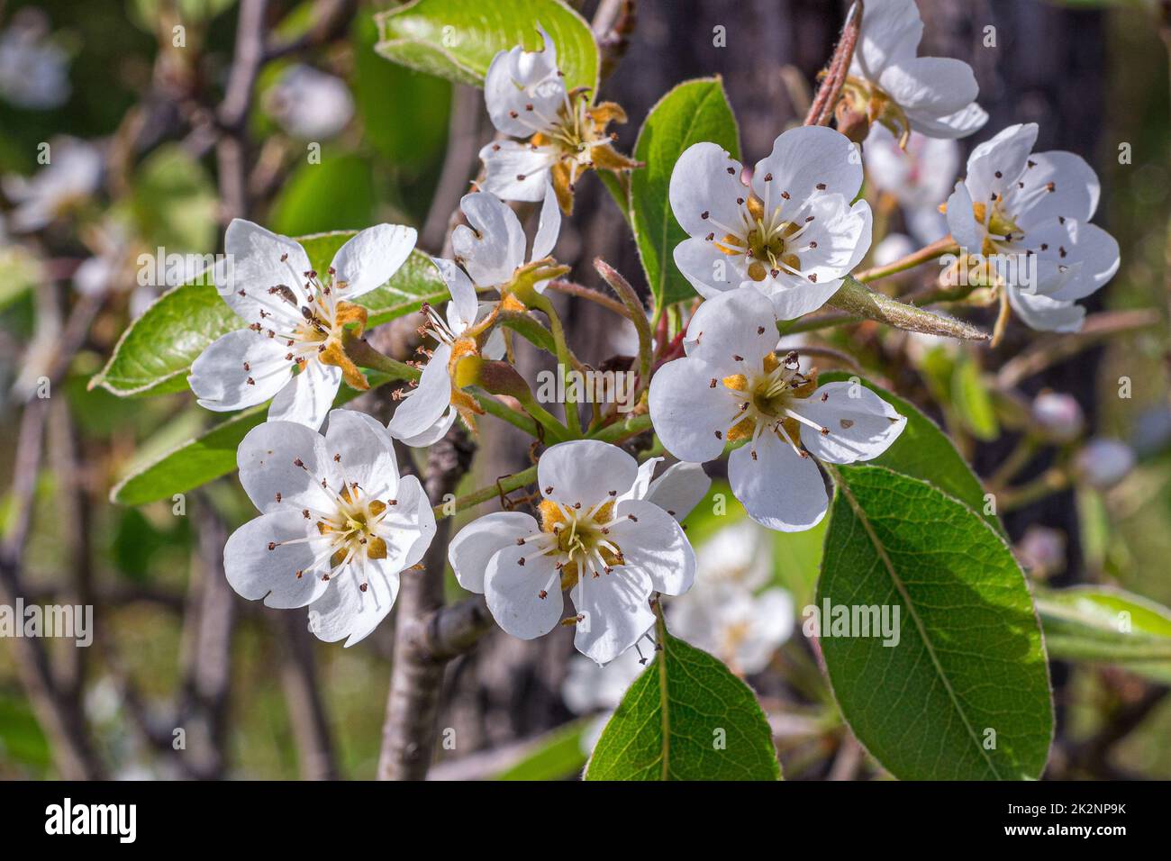 Wunderschöne weiße Pfirsichblüten Stockfoto