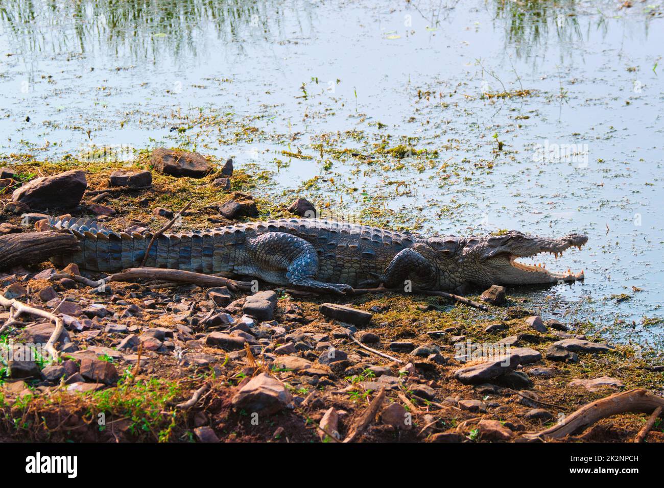 Snub Noed Marsh Krokodil Räuber Krokodil Crocodylus palustris Stockfoto