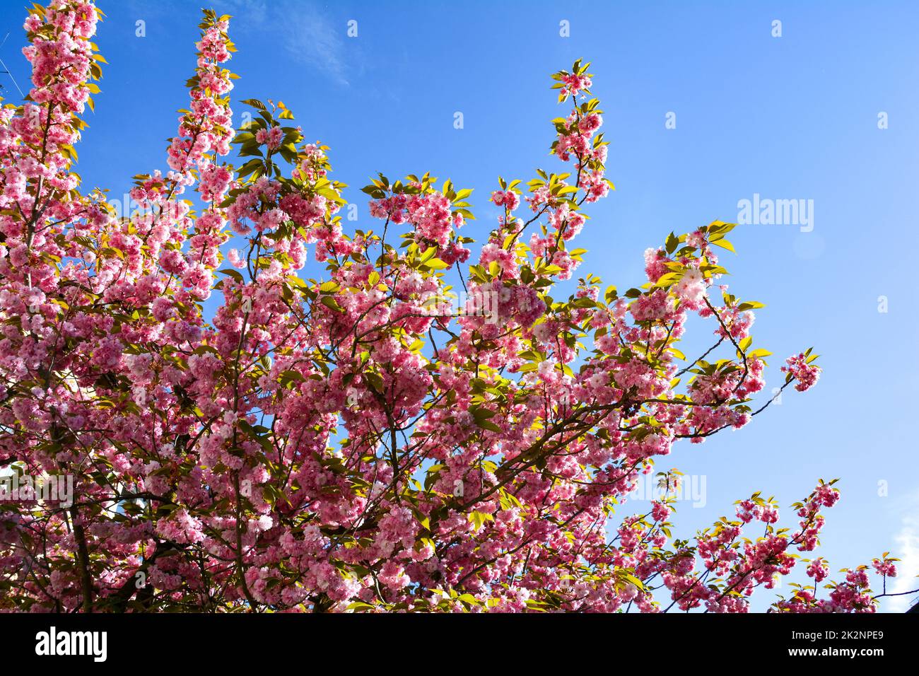 Pinke Blumen prachtvoll auf einem Baum mit blauem Himmel Stockfoto