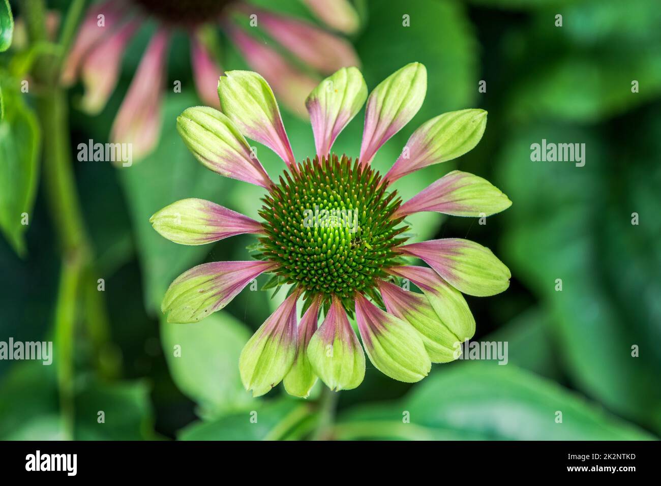 Echinacea 'Green Envy' Blütenkopf in voller Blüte Stockfoto
