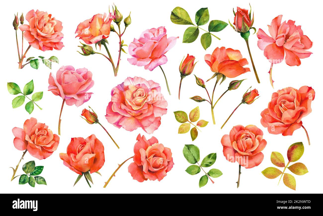 Aquarellrosen. Set aus rosa und roten Rosen mit Knospen, Blütenblättern und Stielen isoliert auf weißem Hintergrund. Stockfoto