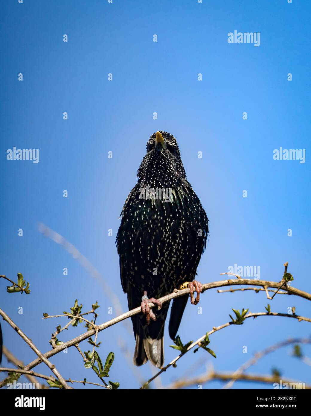Eine vertikale Aufnahme von schillerndem Starling, hoch oben auf einer grünen Weinrebe am blauen Himmel Stockfoto