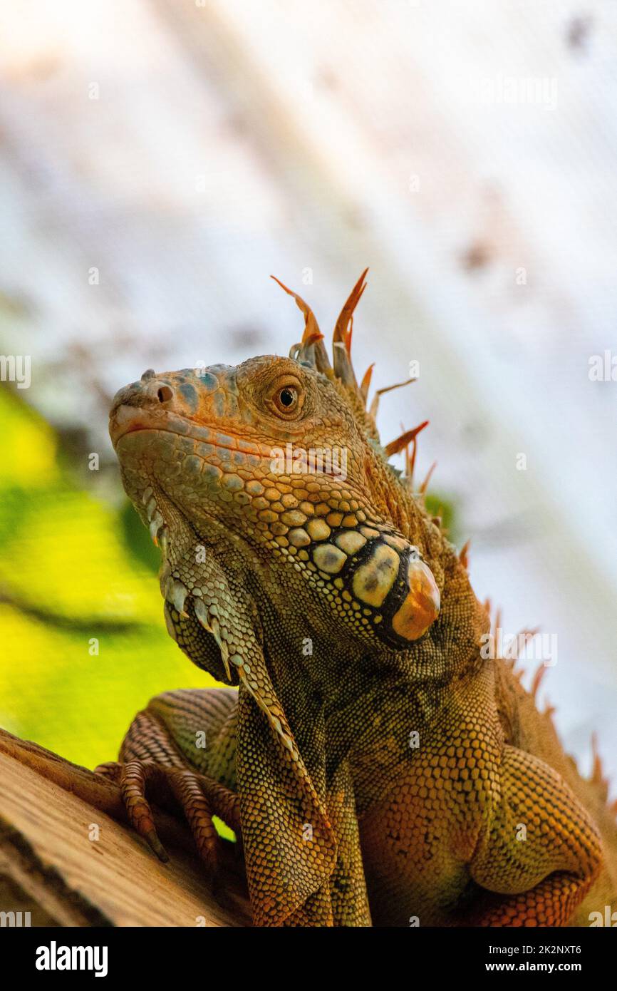 Nahaufnahme einer bärtigen Drachen-Eidechse Stockfoto