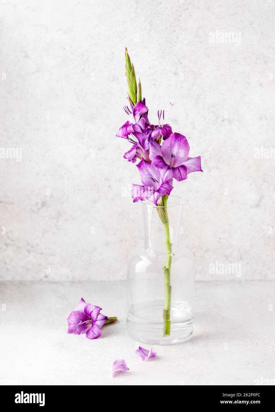 Schönes Bouquet von rosa, lila Gladiolusblüte in einer Glasvase. Romantisches, minimalistisches Blumenstillleben. Speicherplatz kopieren. Stockfoto