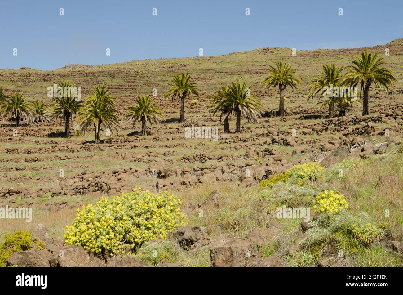 Die Kanarischen Inseln datieren Palmen und Euphorbia berthelotii in Blüte im Vordergrund. Stockfoto