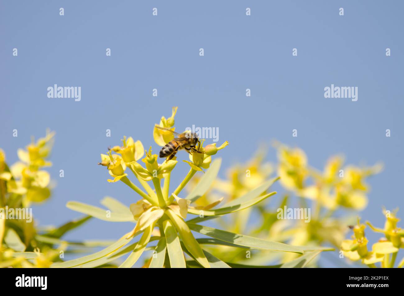 Westliche Honigbiene auf Blüten von Euphorbia berthelotii. Stockfoto