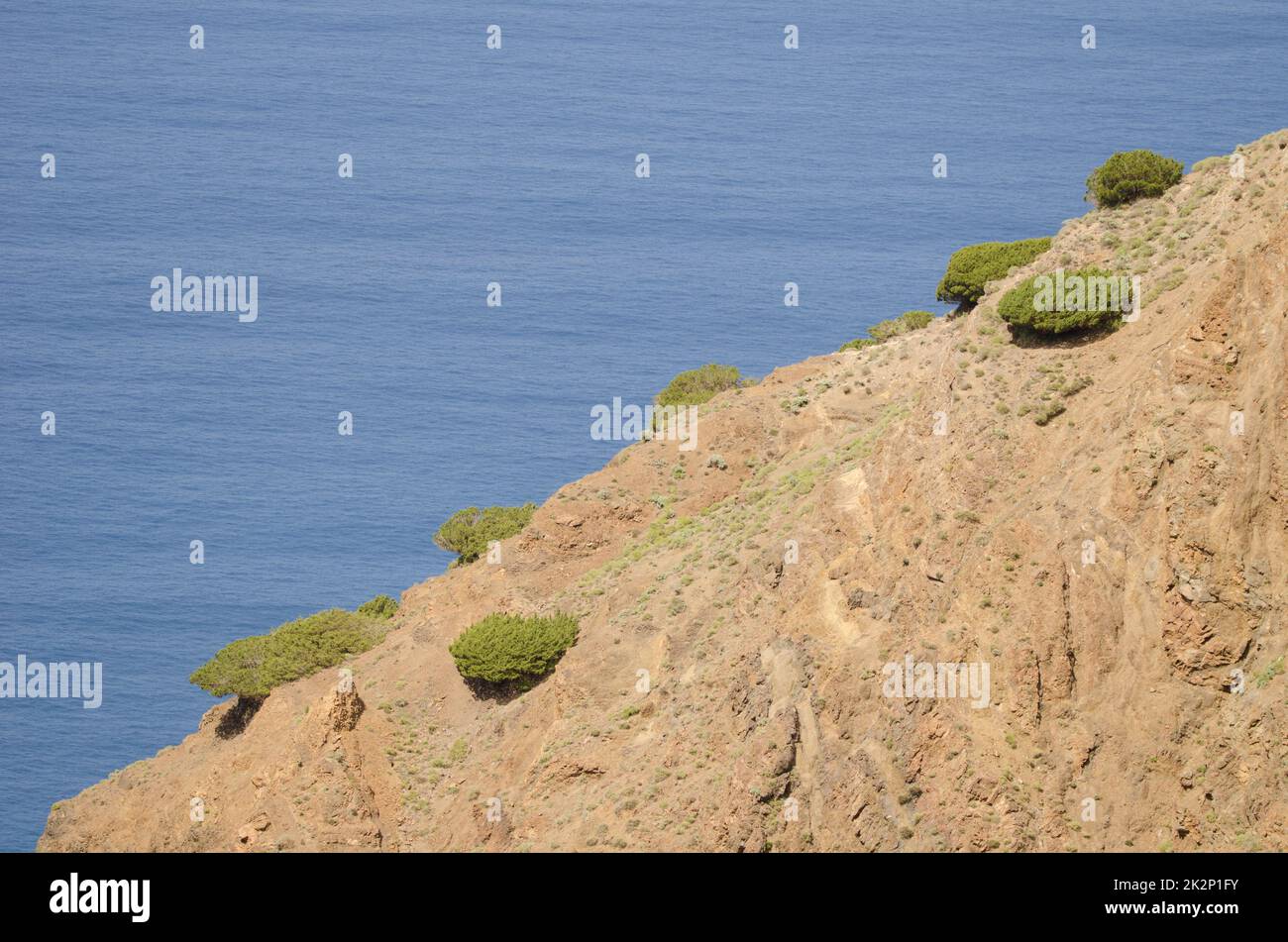 Hügel bedeckt mit Sträuchern von Juniperus turbinata canariensis. Stockfoto