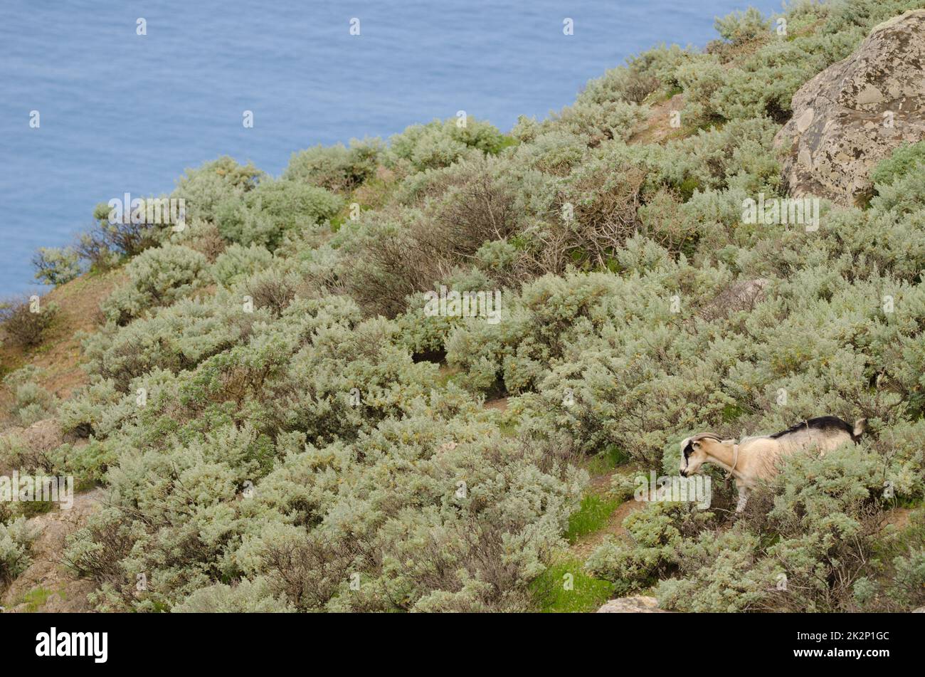 Ziege Capra hircus. Stockfoto