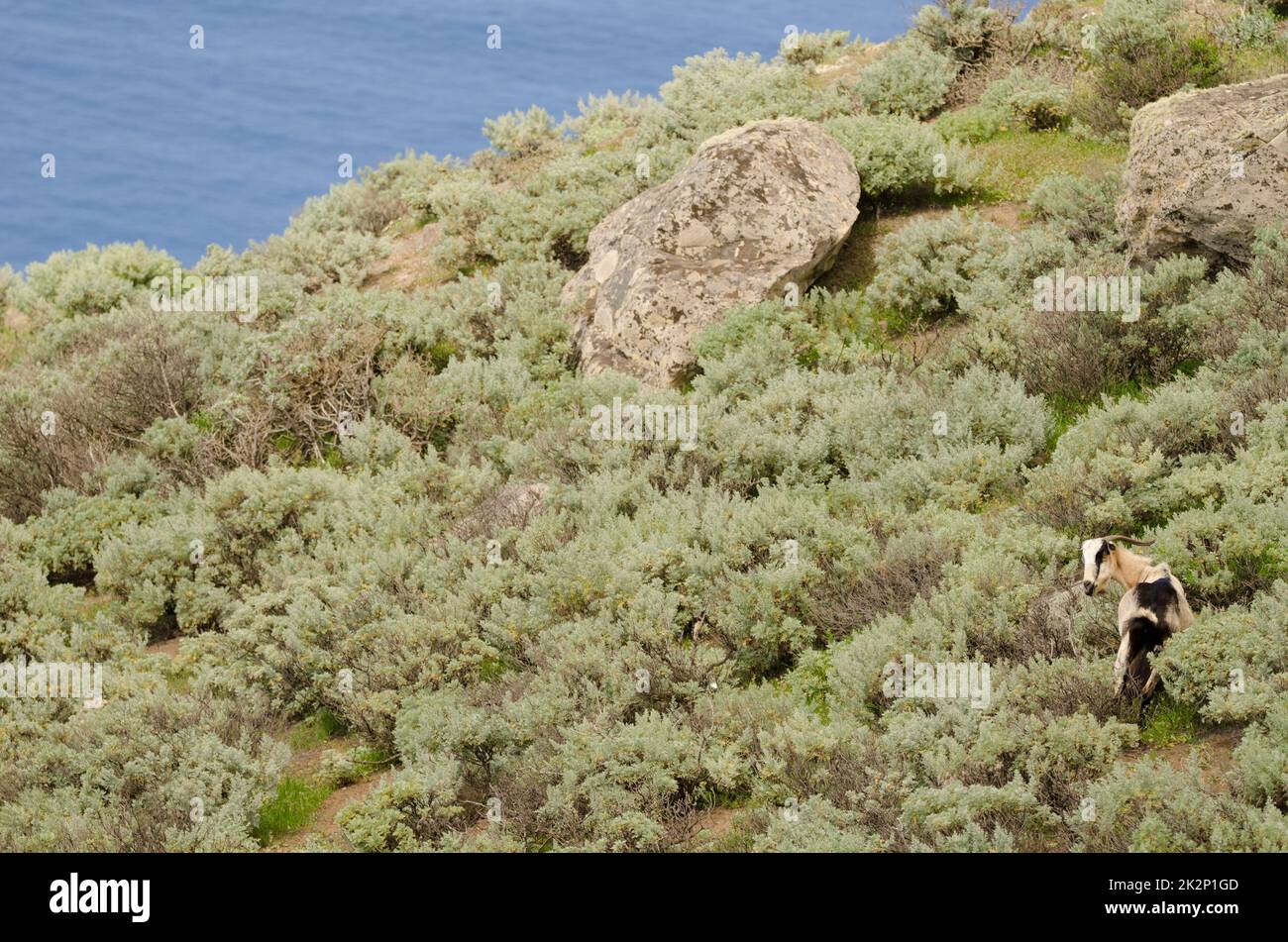 Ziege Capra hircus. Stockfoto