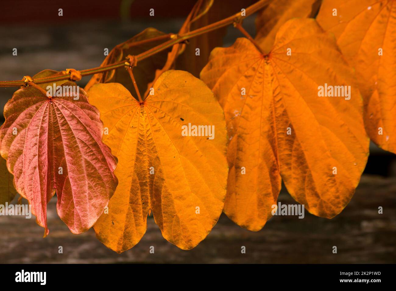 Bauhinia aureifolia, goldene Blätter, ist ein großer Weinstock Stockfoto