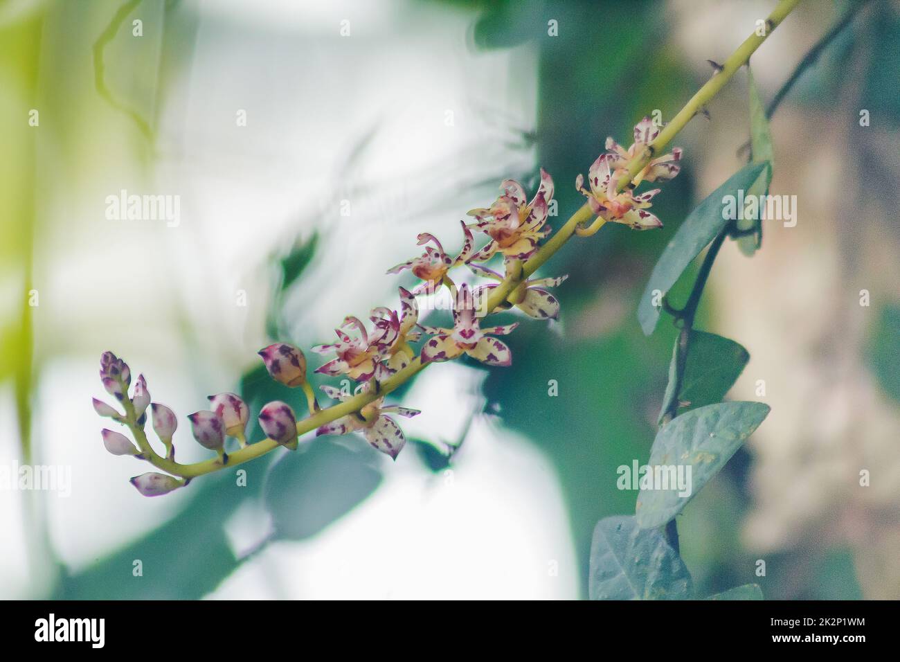 Wilde lila Orchideen sind klein in der Natur. Stockfoto