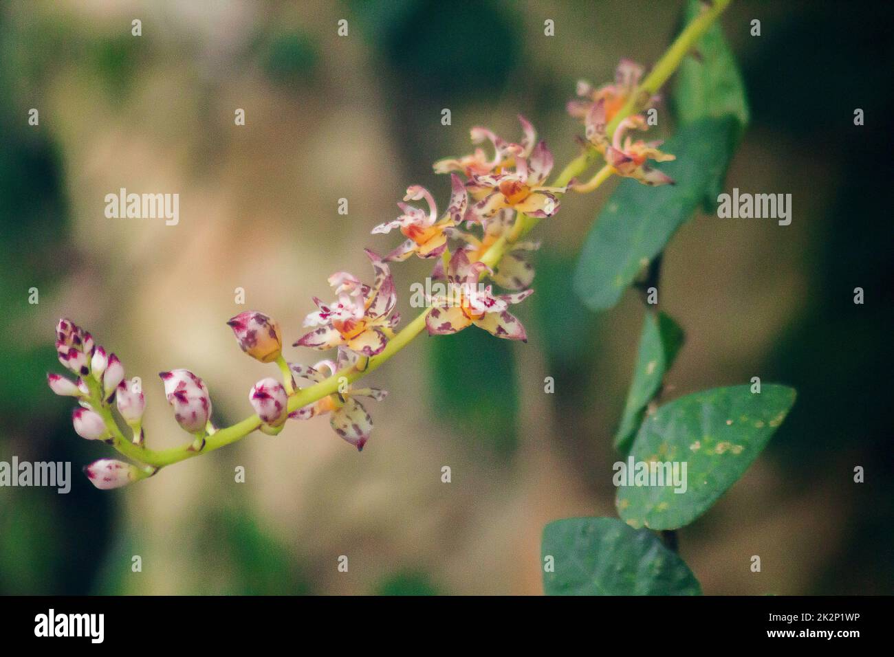 Wilde lila Orchideen sind klein in der Natur. Stockfoto