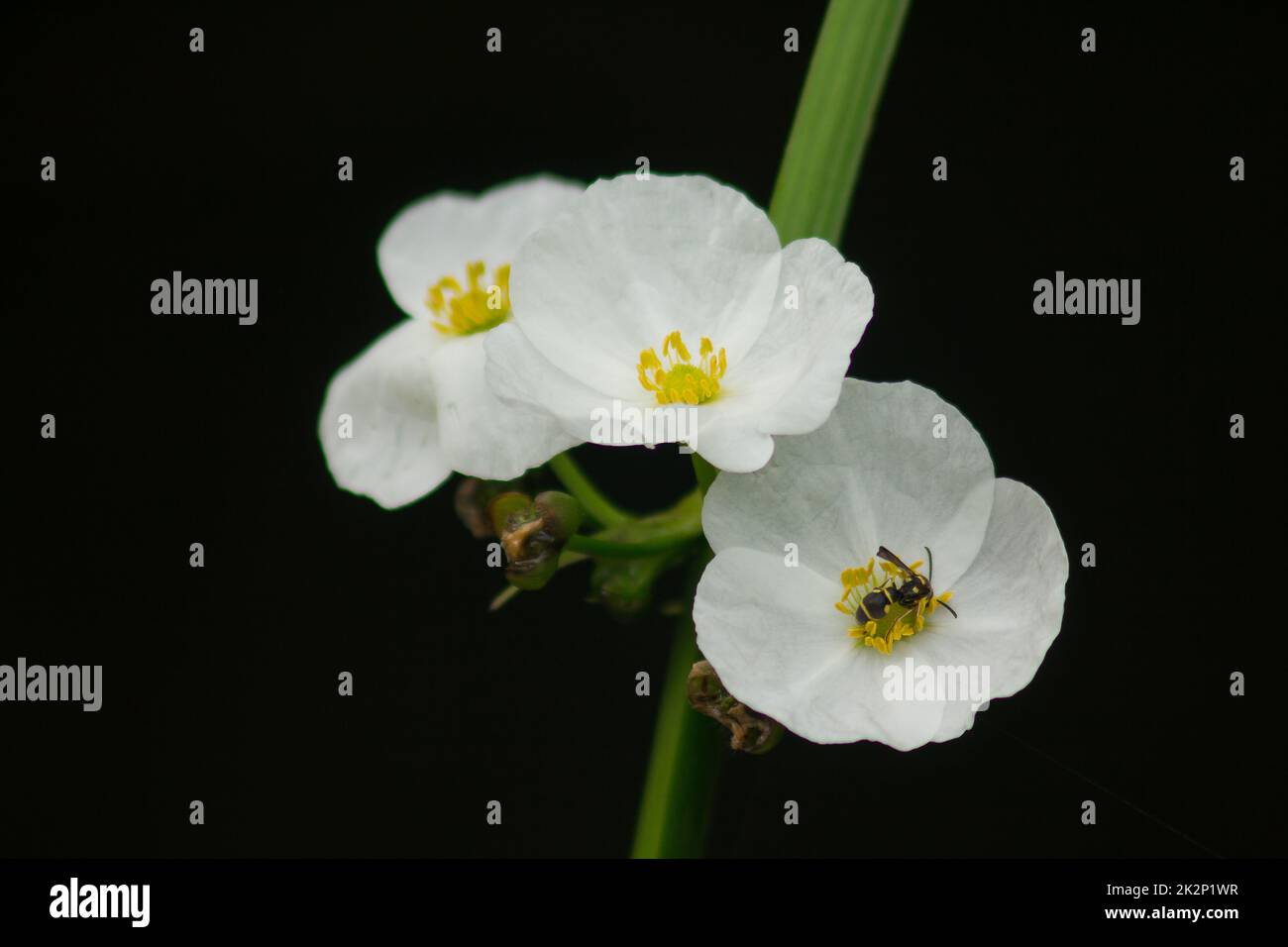 Eine kleine Biene auf einer weißen Wildblume Stockfoto