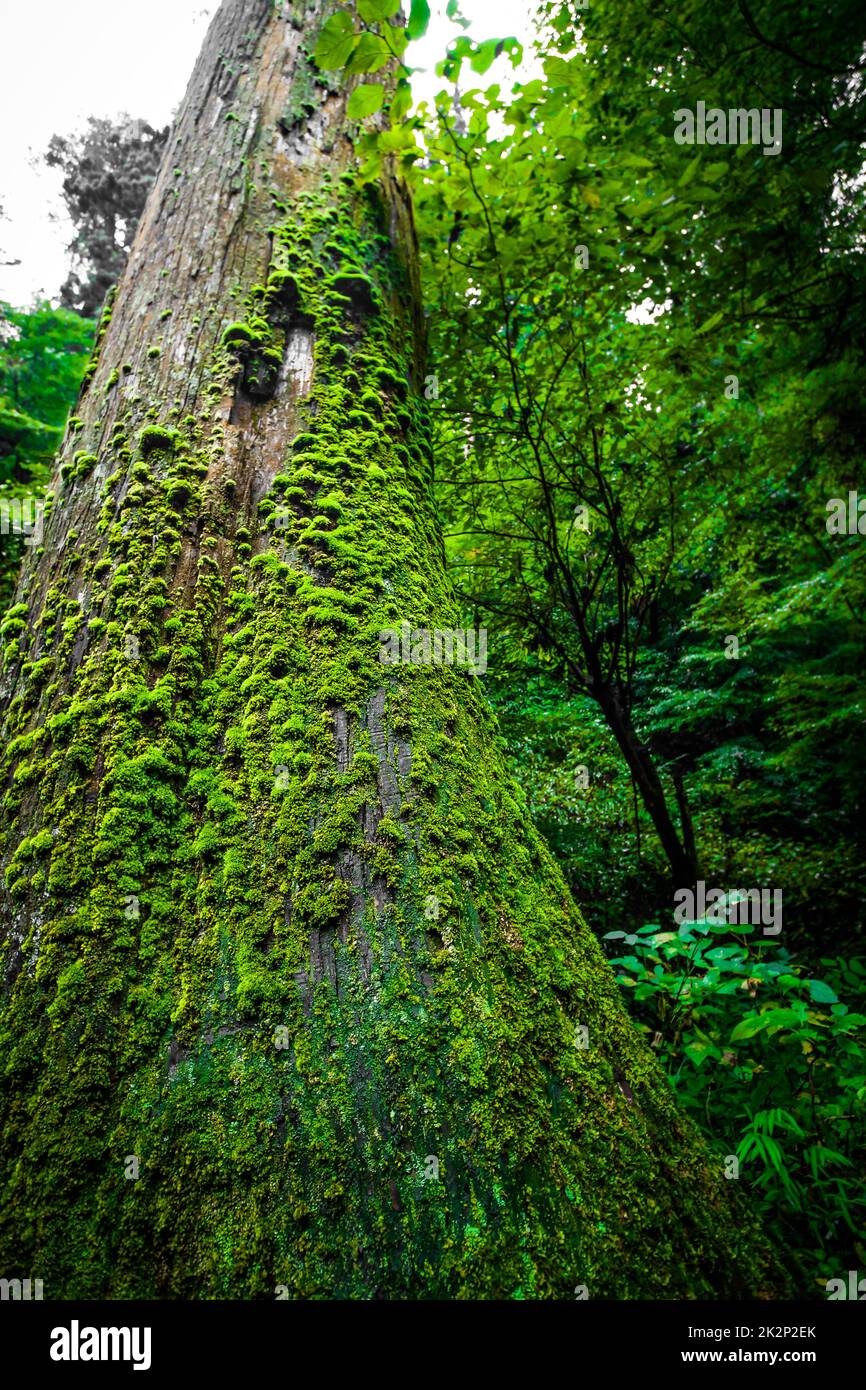 Des Waldes war dichtes Bild (Takao) Stockfoto