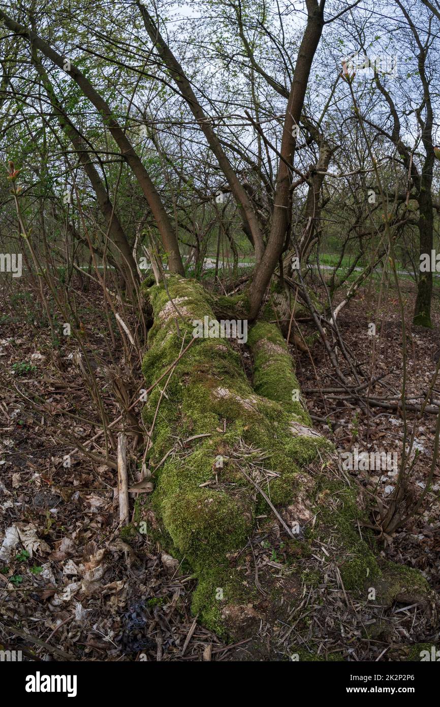 Stämme alter gefallener Bäume, bedeckt mit Moos. Stockfoto