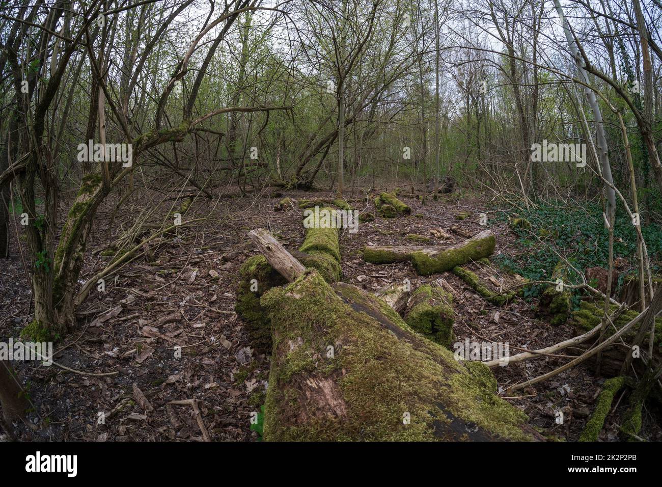 Stämme alter gefallener Bäume, bedeckt mit Moos. Stockfoto