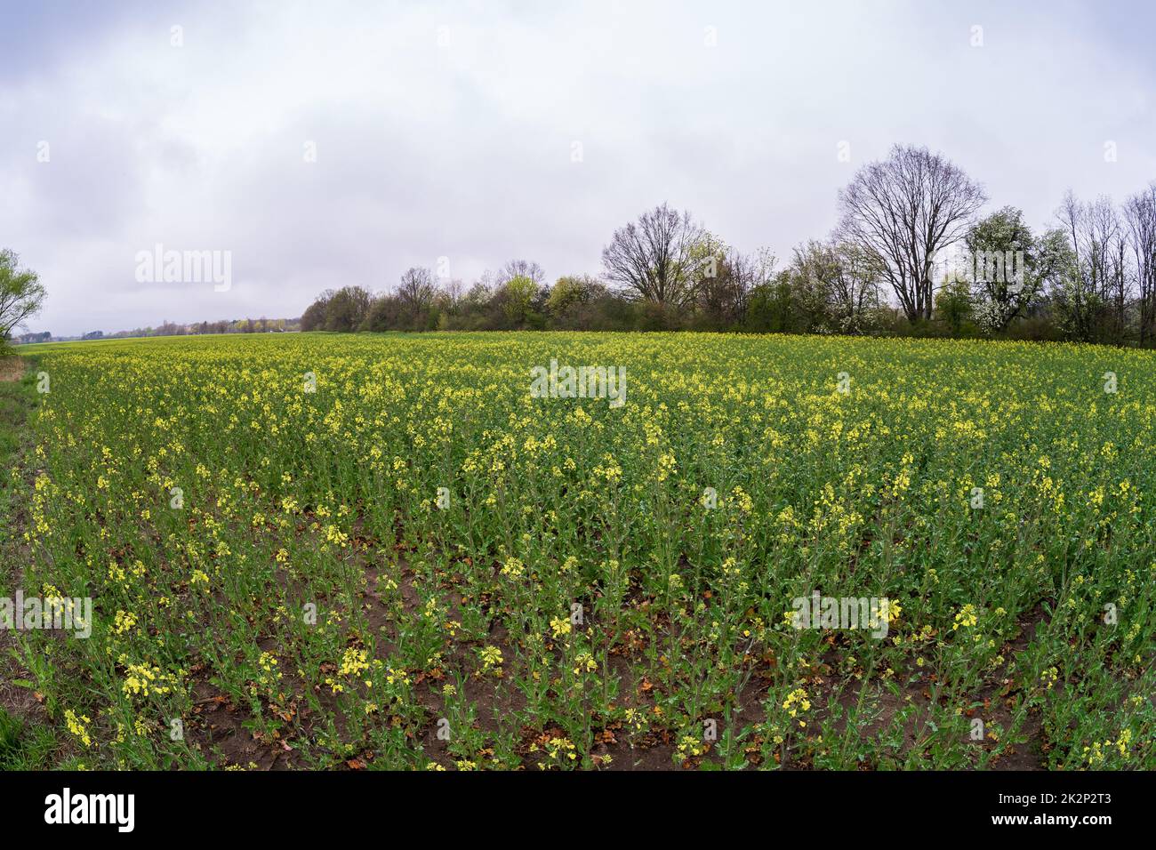 Ländliche Landschaft bei bewölktem Wetter. Rapsfeld. Stockfoto