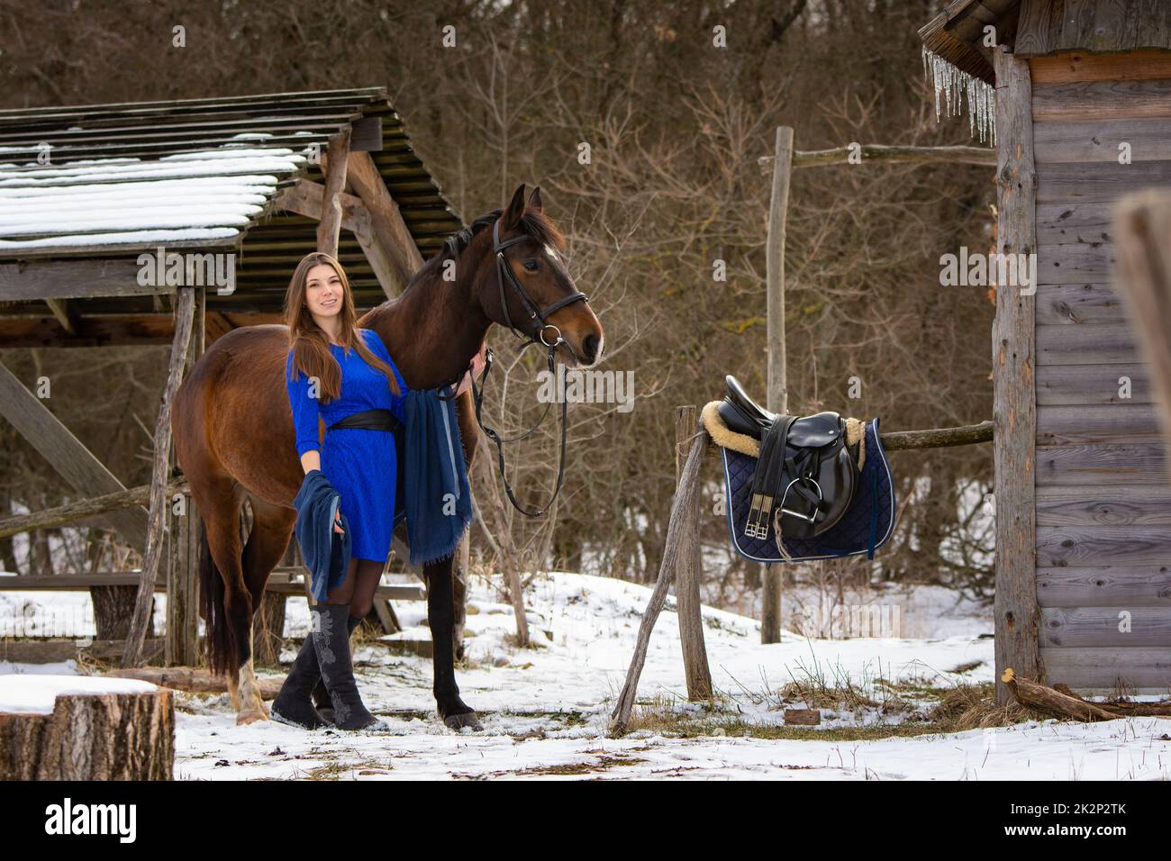 Ein schönes Mädchen in einem kurzen blauen Kleid geht mit einem Pferd in der Nähe der Farm im Winter Stockfoto