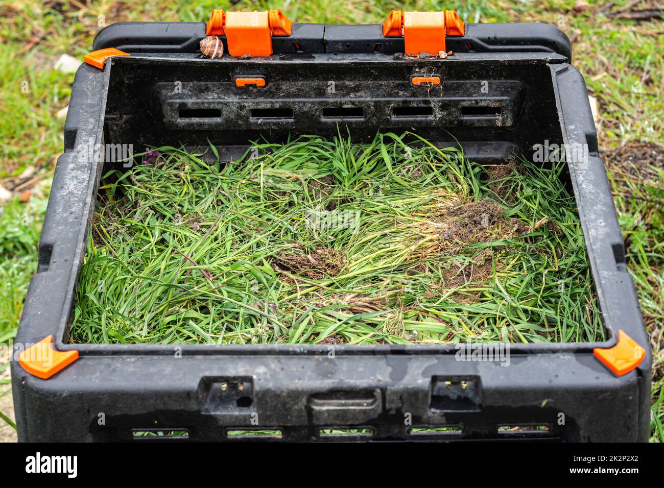 Frisch geschnittenes Unkraut in einem Plastikkomposter Stockfoto