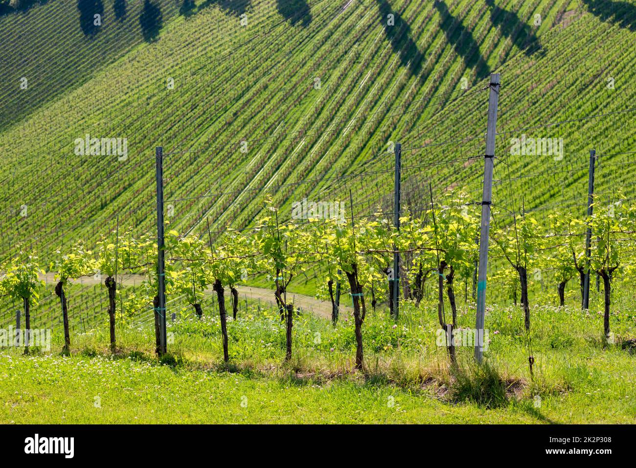 Weinberg an der Österreichischen slowenischen Grenze in der Steiermark Stockfoto