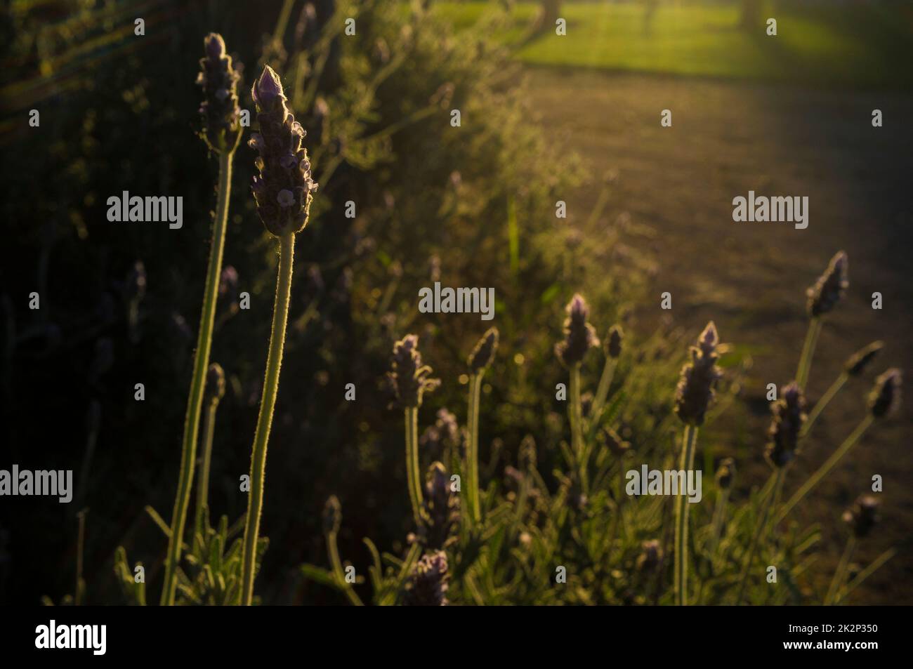 Hintergrundbeleuchtung der Lavendelpflanze Stockfoto
