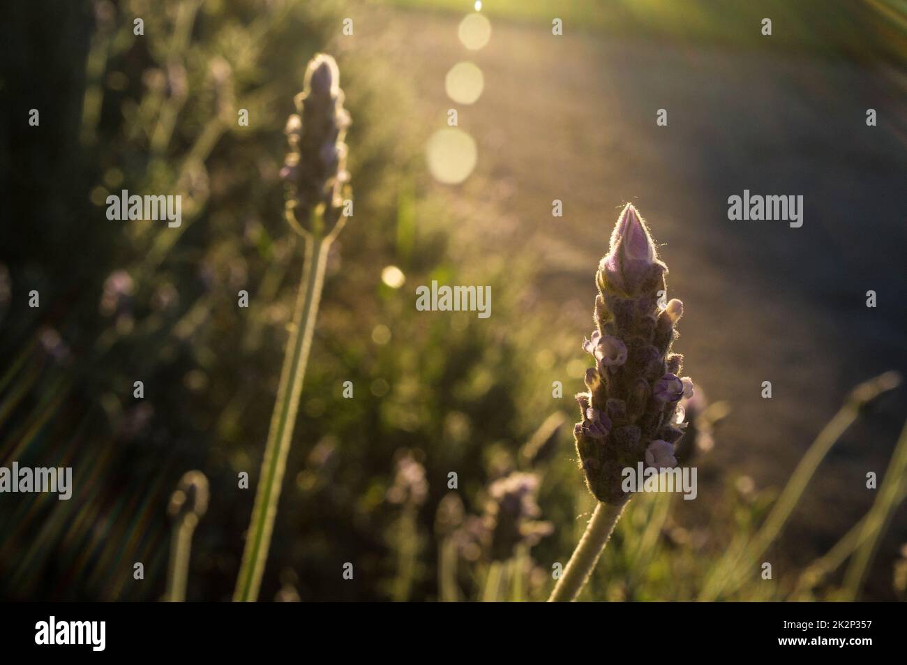 Hintergrundbeleuchtung der Lavendelpflanze Stockfoto