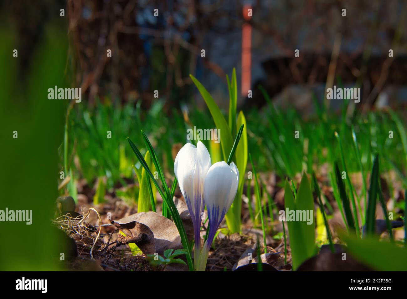 Violette Krokusblüten, die auf der Frühlingswiese aufwachen Stockfoto