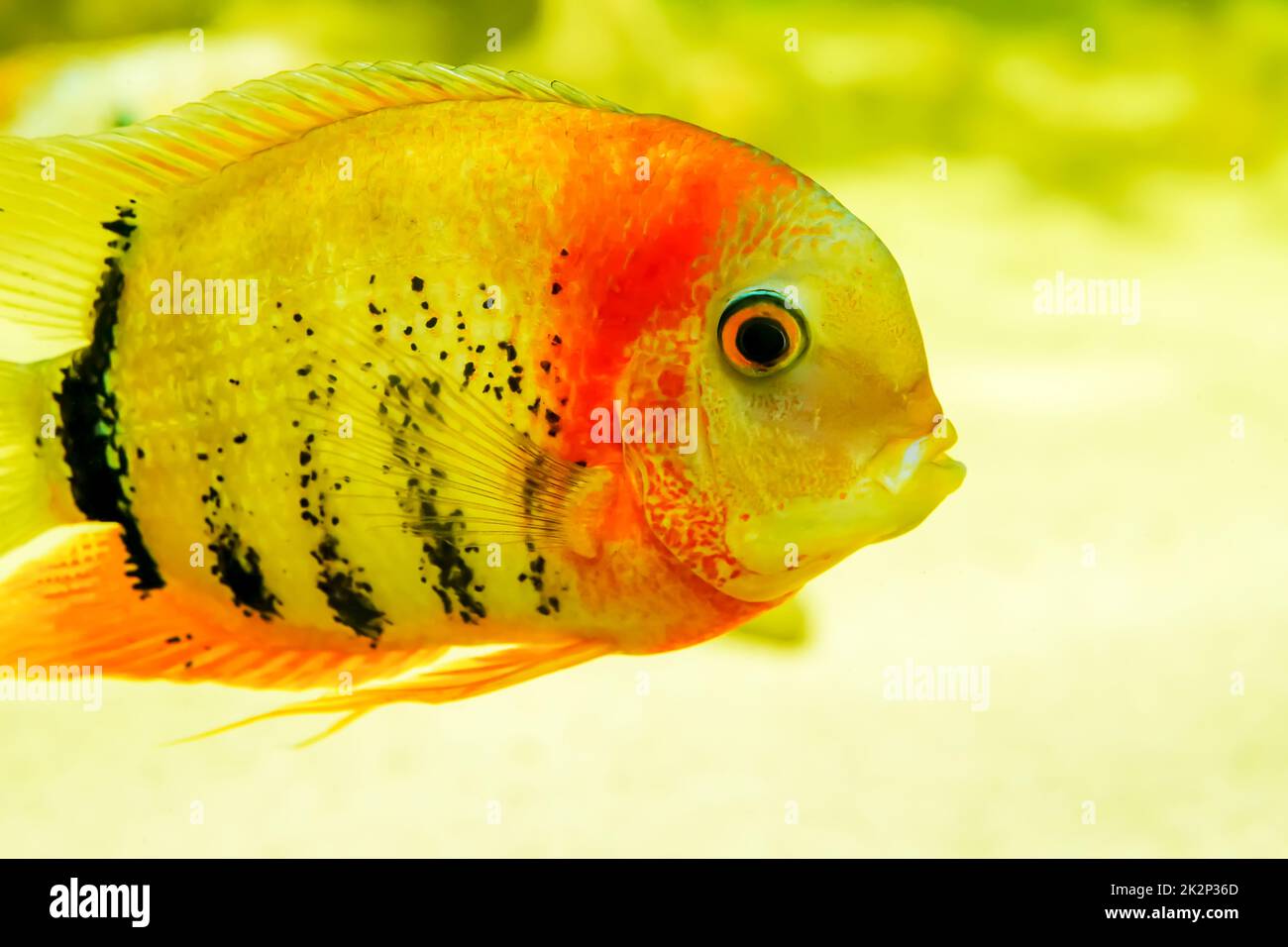 Ein Porträt und Nahaufnahme eines Fisches Stockfoto