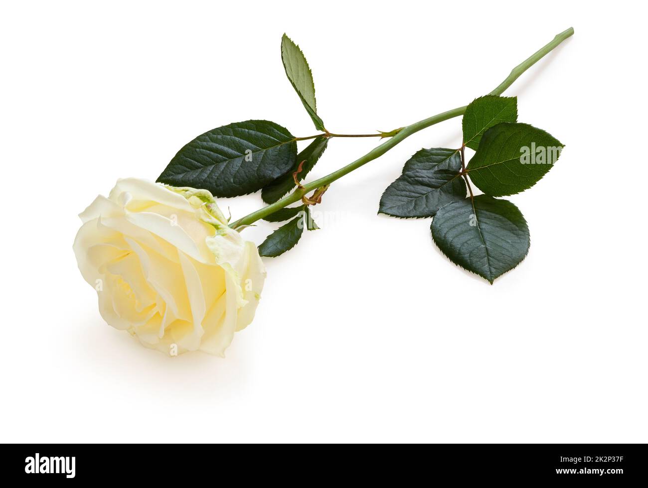 Weiße Rose (Rosaceae), isoliert auf weißem Hintergrund, einschließlich Schnittpfad ohne Schatten. Stockfoto