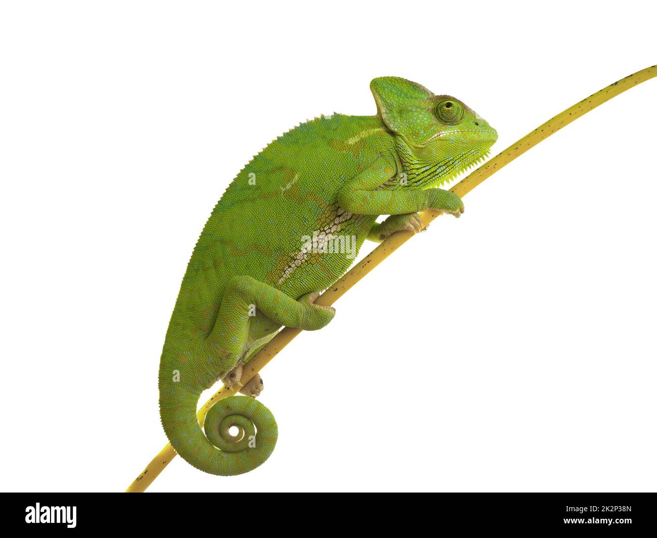 Chameleon klettert auf Ast auf isoliertem weißem Hintergrund. Stockfoto