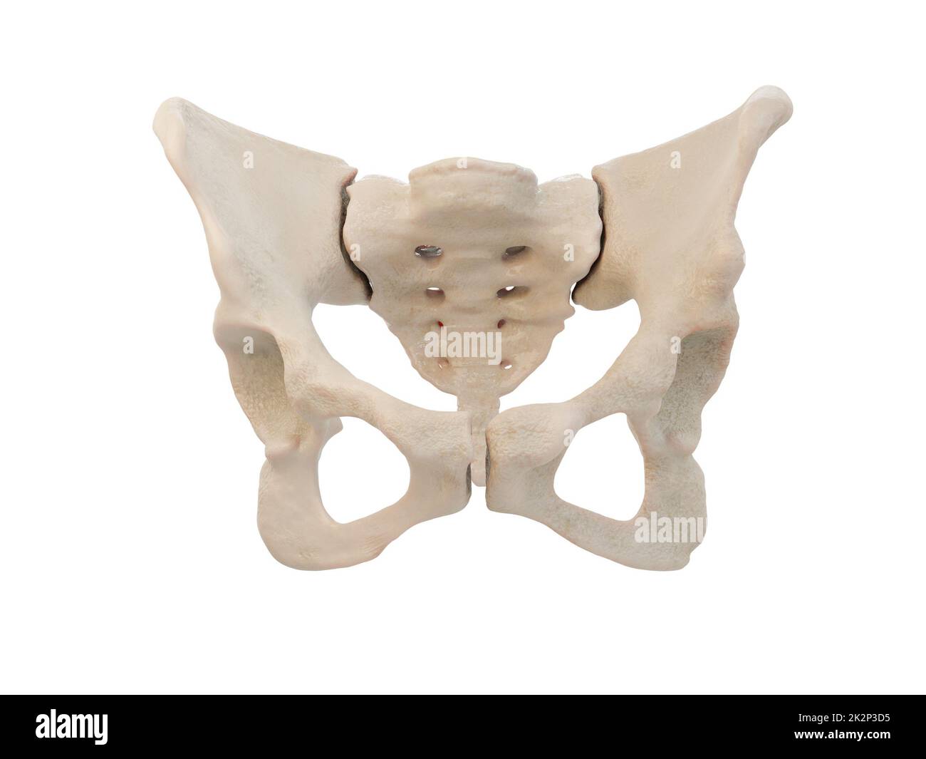 Medizinisch präzise Darstellung der Hüfte, medizinisch präzise Darstellung der Hüfte, des menschlichen Beckens, des Femurs, des Beckens Anatomie, des Kreuzbeins, Beckenschmerzen, weißer Hintergrund, 3D-Rendering Stockfoto